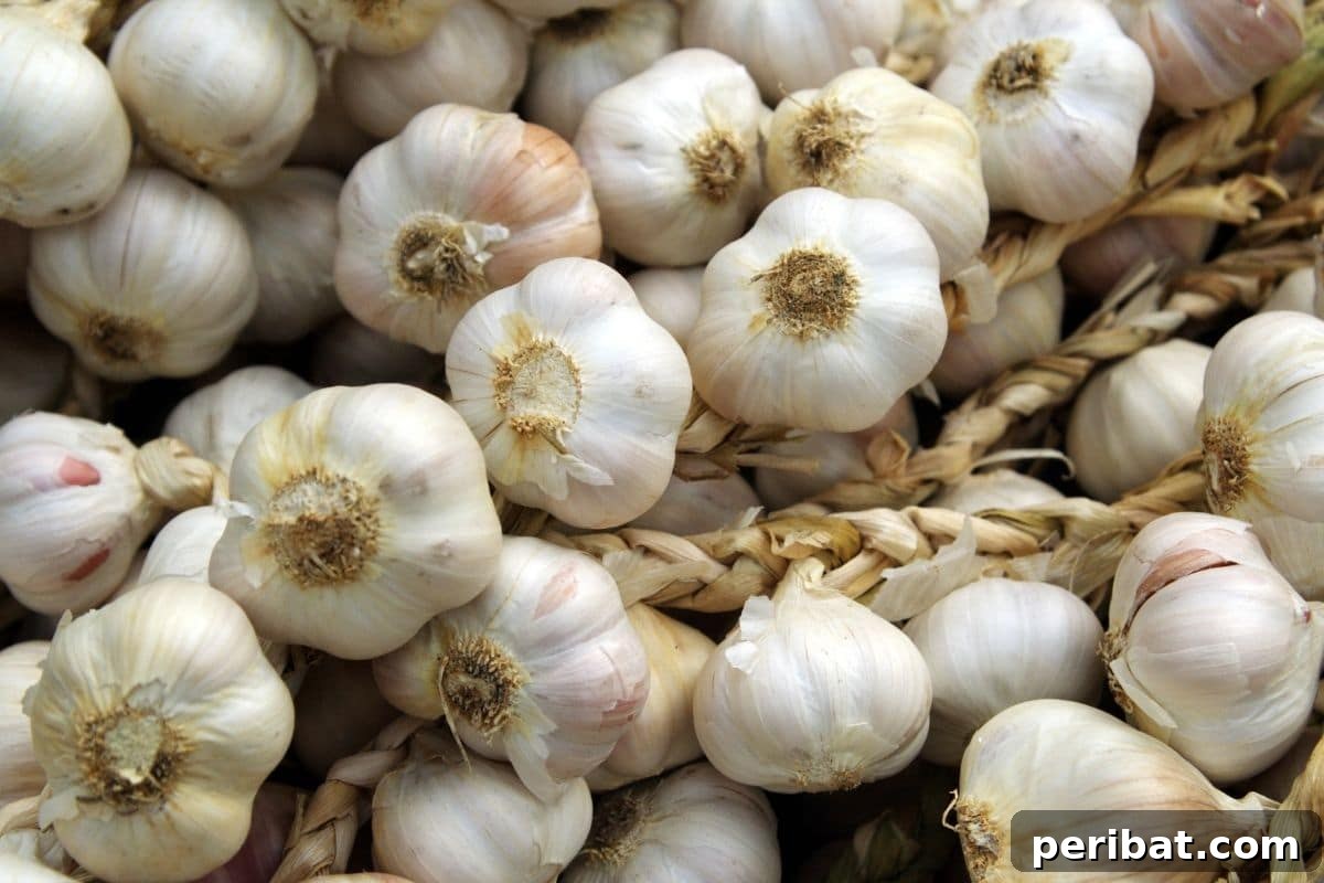 Mastering Garlic Propagation A Professional's Guide 12 bunch of white garlic