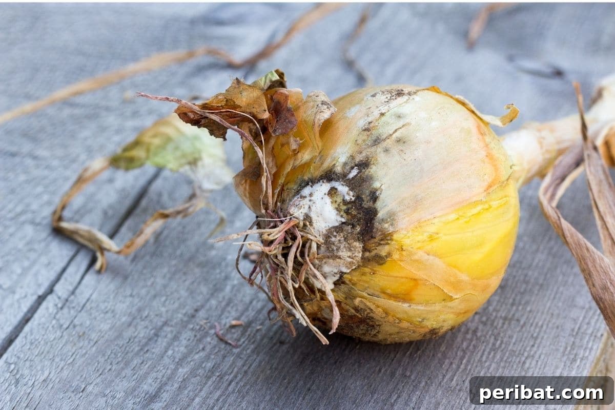 Mastering Garlic Propagation A Professional's Guide 13 garlic with disease