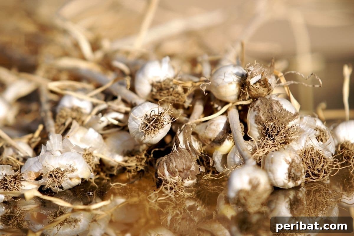 Mastering Garlic Propagation A Professional's Guide 4 freshly harvested garlic bulbils