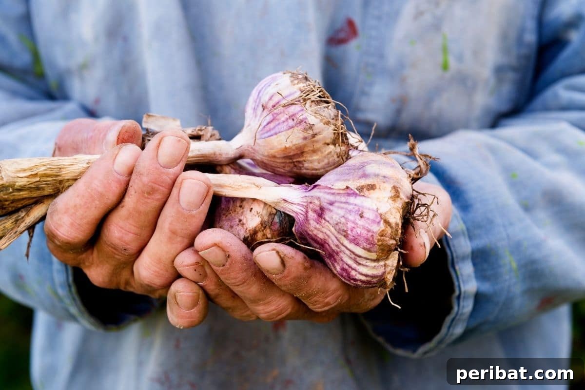 Mastering Garlic Propagation A Professional's Guide 5 holding a freshly harvested garlic from the garden