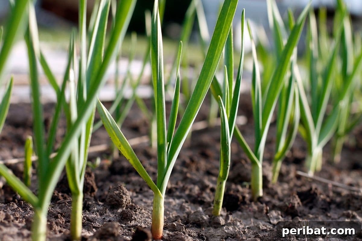 Mastering Garlic Propagation A Professional's Guide 6 growing garlic in the garden
