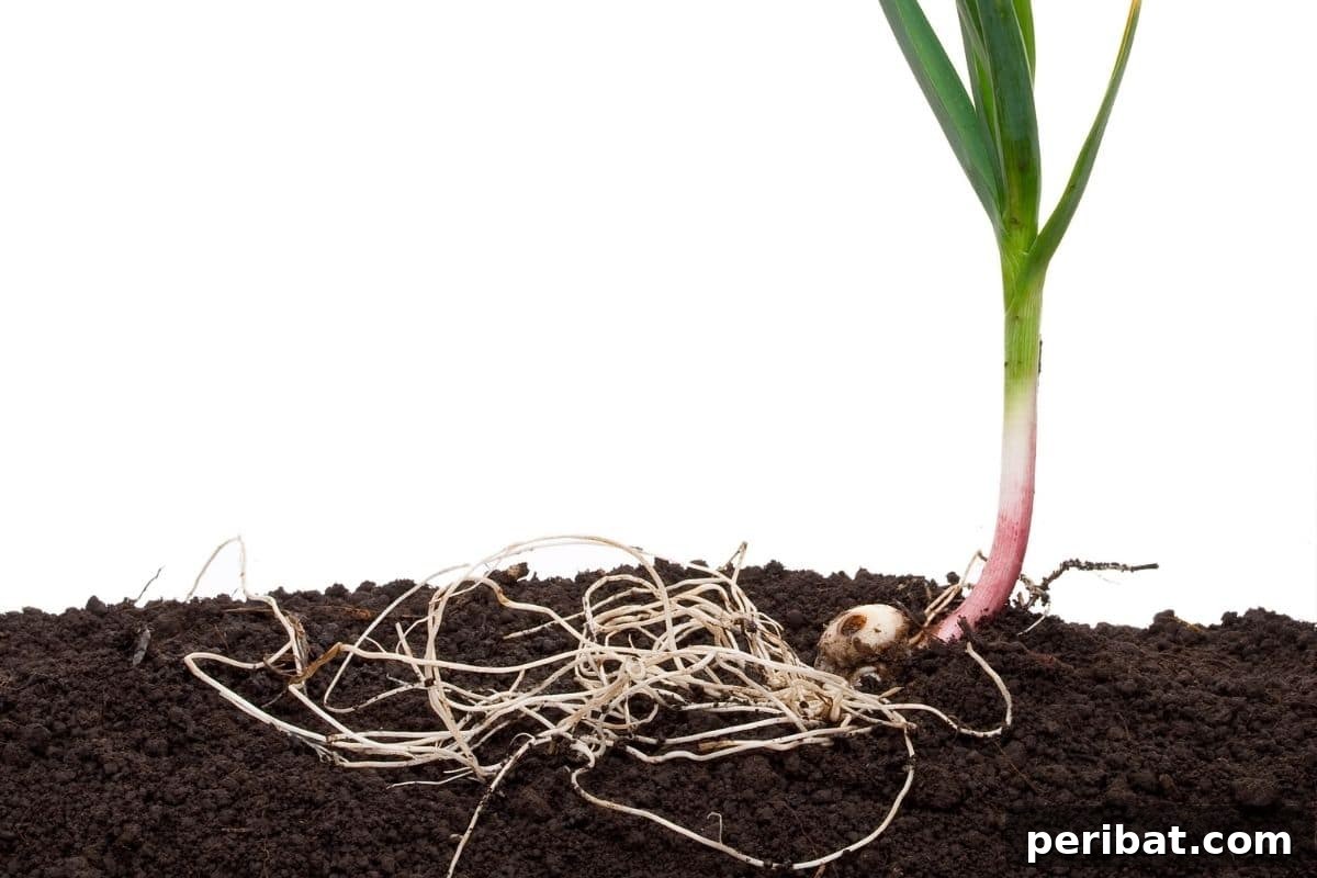 Mastering Garlic Propagation A Professional's Guide 7 garlic plant showing the roots in the soil