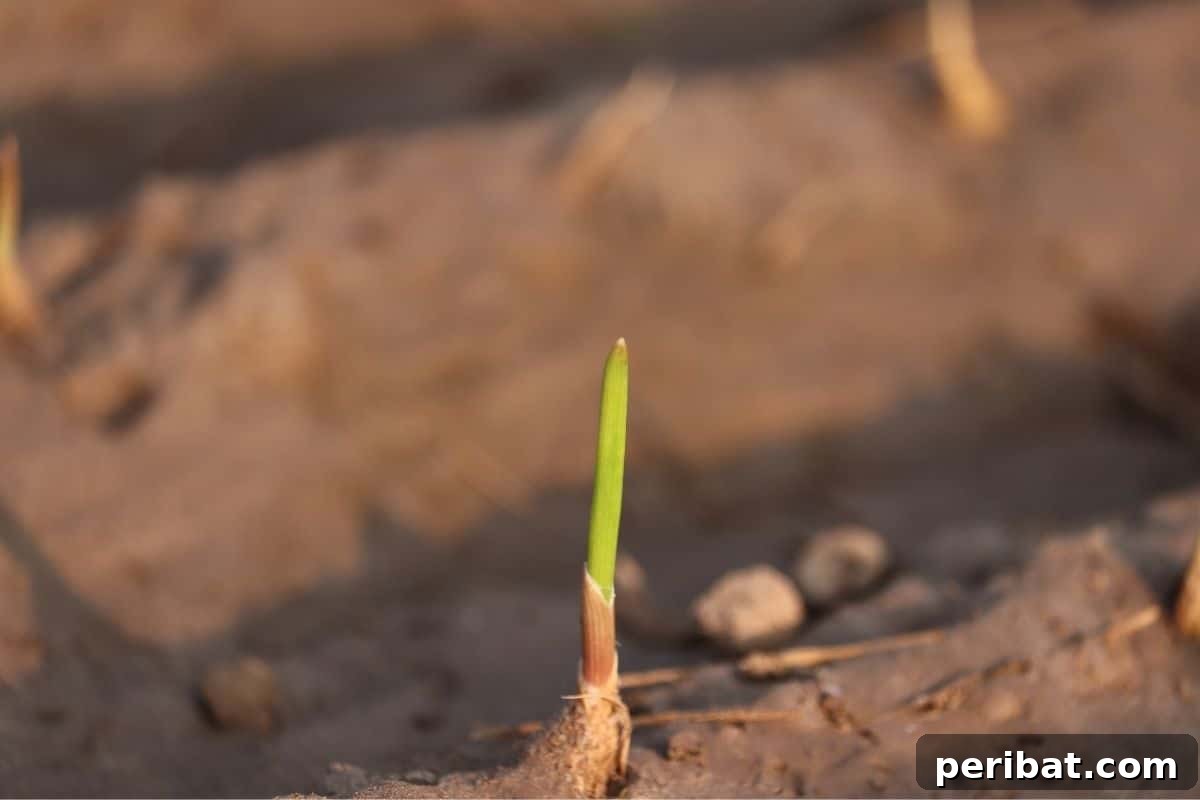 Mastering Garlic Propagation A Professional's Guide 8 small garlic plant under the sunlight