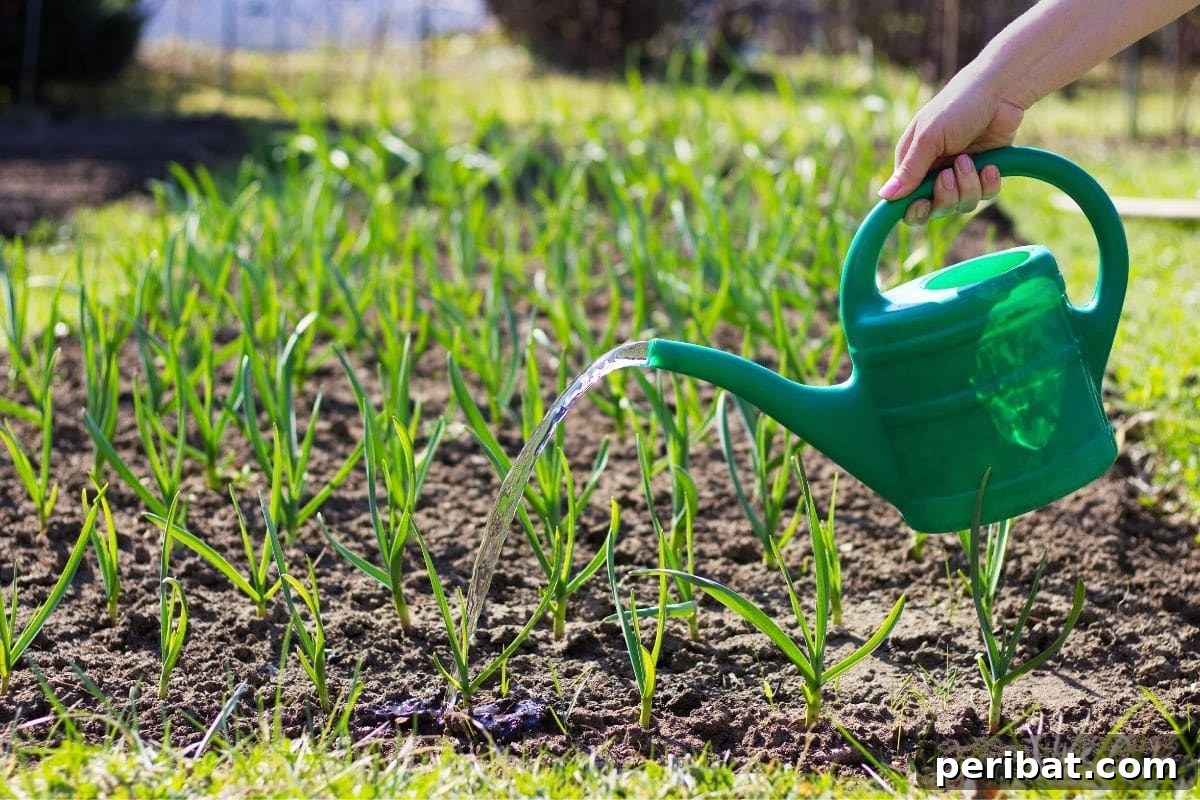 Mastering Garlic Propagation A Professional's Guide 9 watering growing garlic plants in the garden