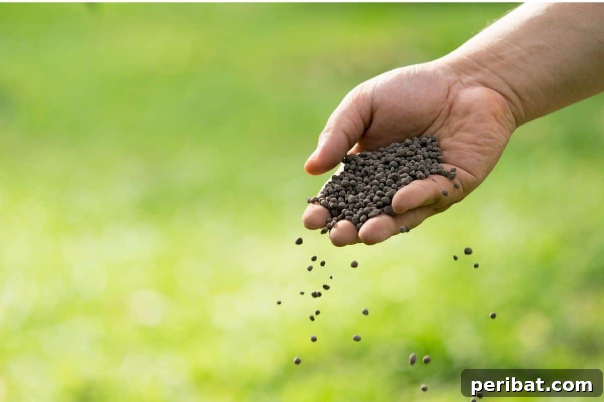 Mastering Garlic Propagation A Professional's Guide 10 spreading fertilizer in the vegetable garden