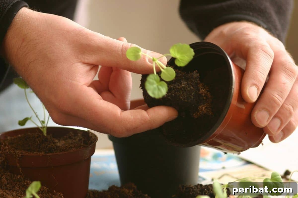 11 Proven Methods to Fix and Prevent Leggy Seedlings 11 repotting small plant