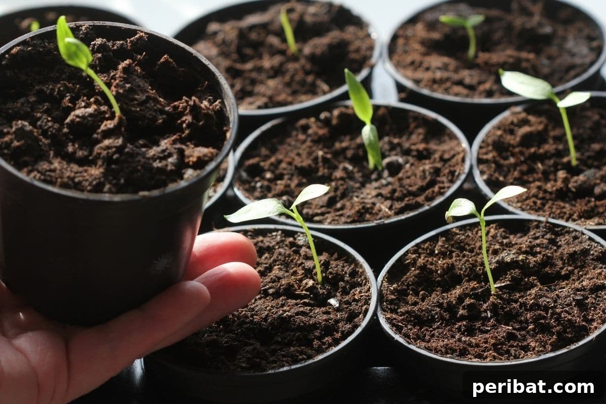 11 Proven Methods to Fix and Prevent Leggy Seedlings 14 baby seedlings in a black plastic pot