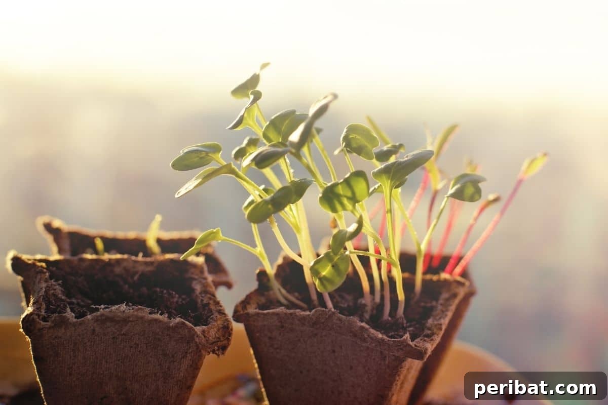 11 Proven Methods to Fix and Prevent Leggy Seedlings 3 growing beet seedling