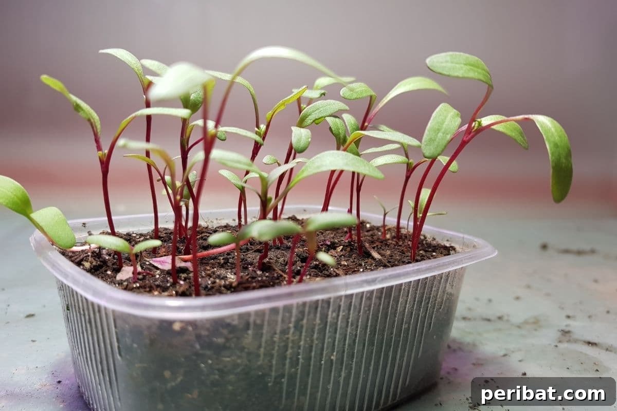 11 Proven Methods to Fix and Prevent Leggy Seedlings 4 beet seedlings in a plastic container