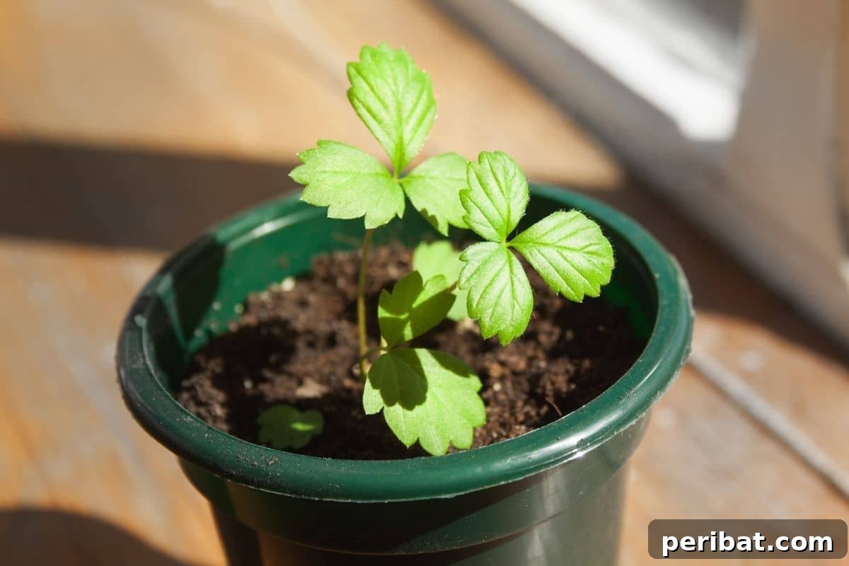 11 Proven Methods to Fix and Prevent Leggy Seedlings 5 small seedling in a green pot under the sunlight