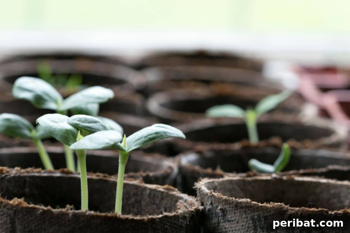 11 Proven Methods to Fix and Prevent Leggy Seedlings 6 seedlings in a biodegradable cups
