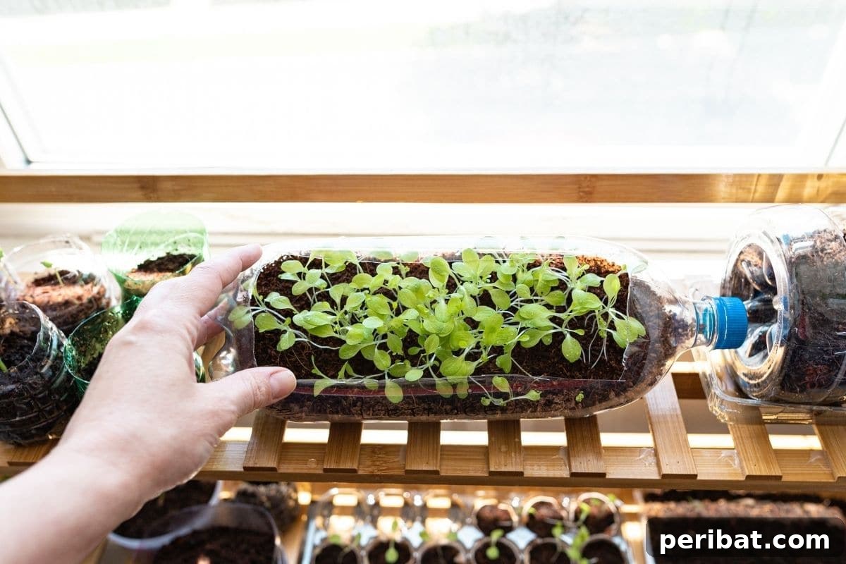 11 Proven Methods to Fix and Prevent Leggy Seedlings 8 seedling in a recycled plastic bottle