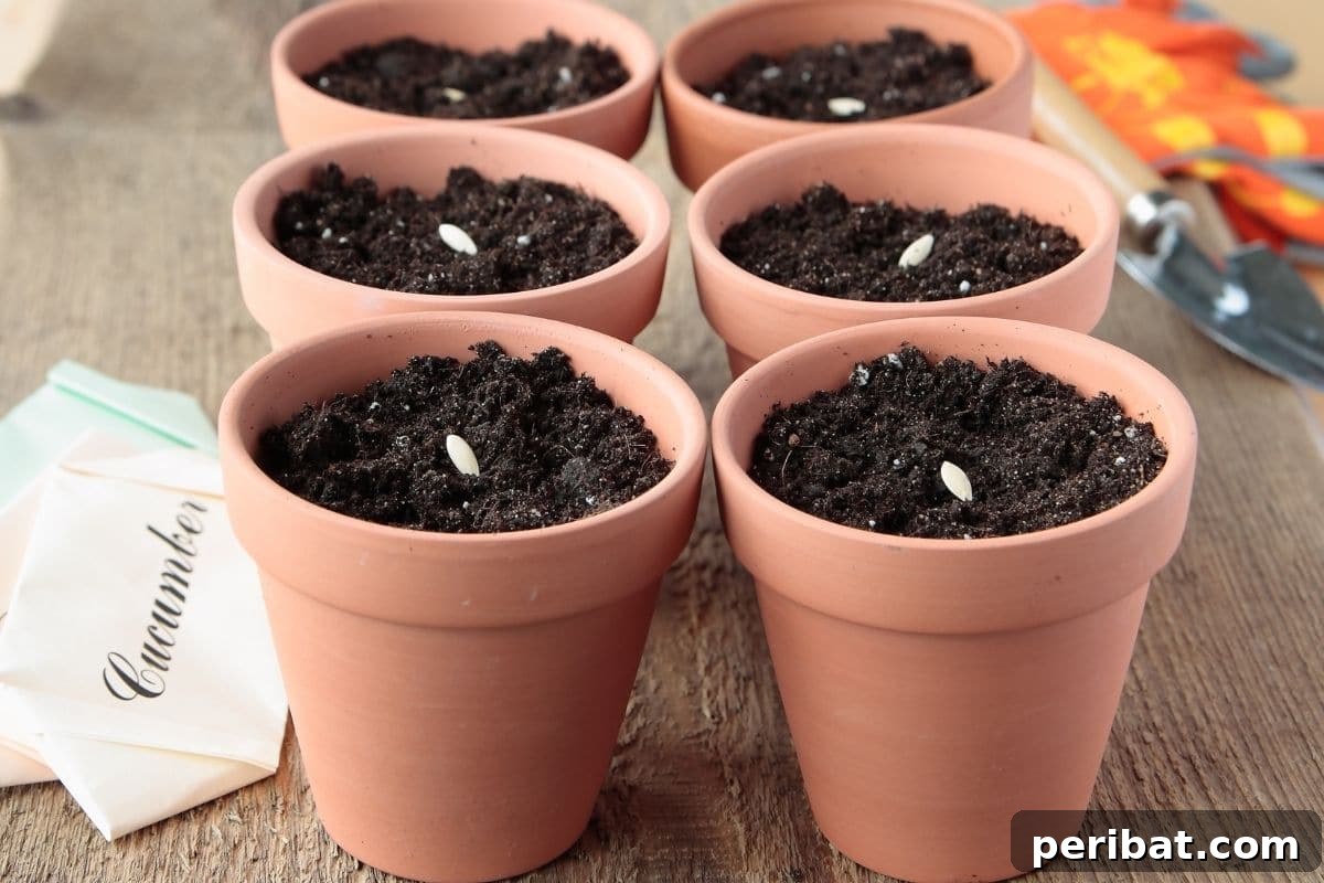 11 Proven Methods to Fix and Prevent Leggy Seedlings 9 seeds in a pot