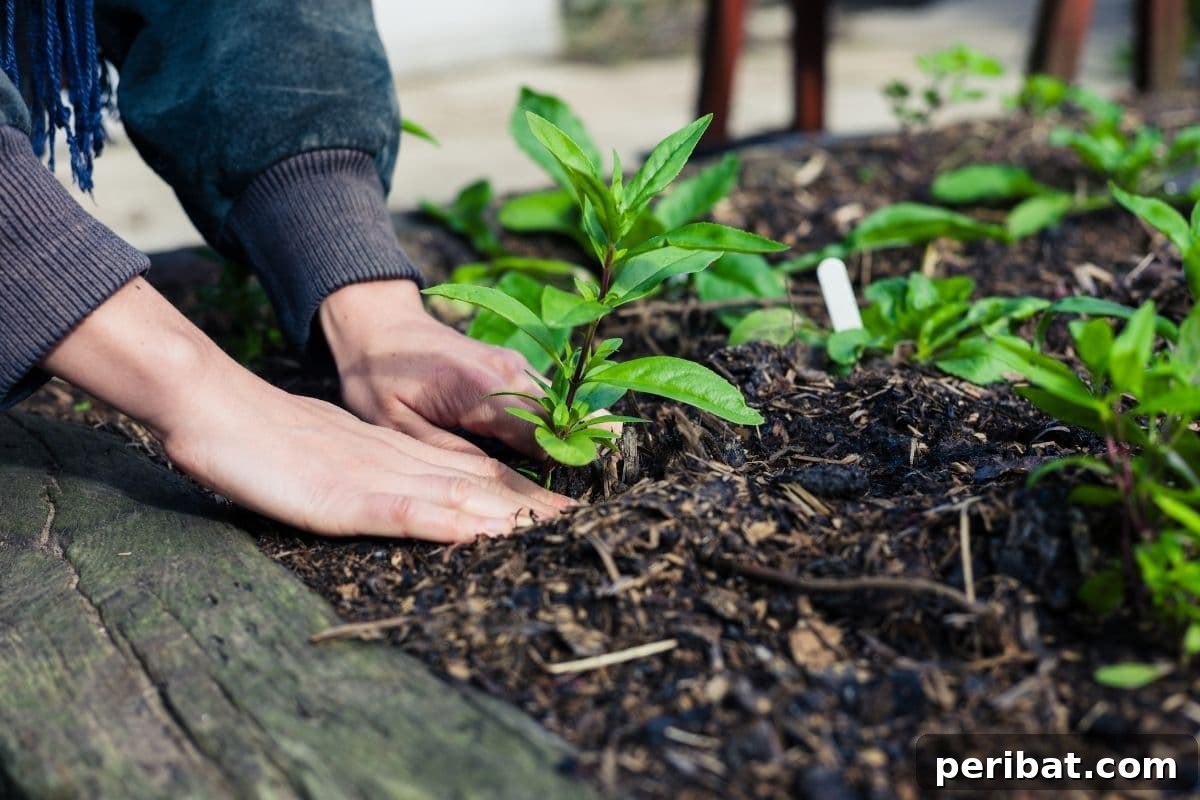 11 Proven Methods to Fix and Prevent Leggy Seedlings 10 planting outdoors