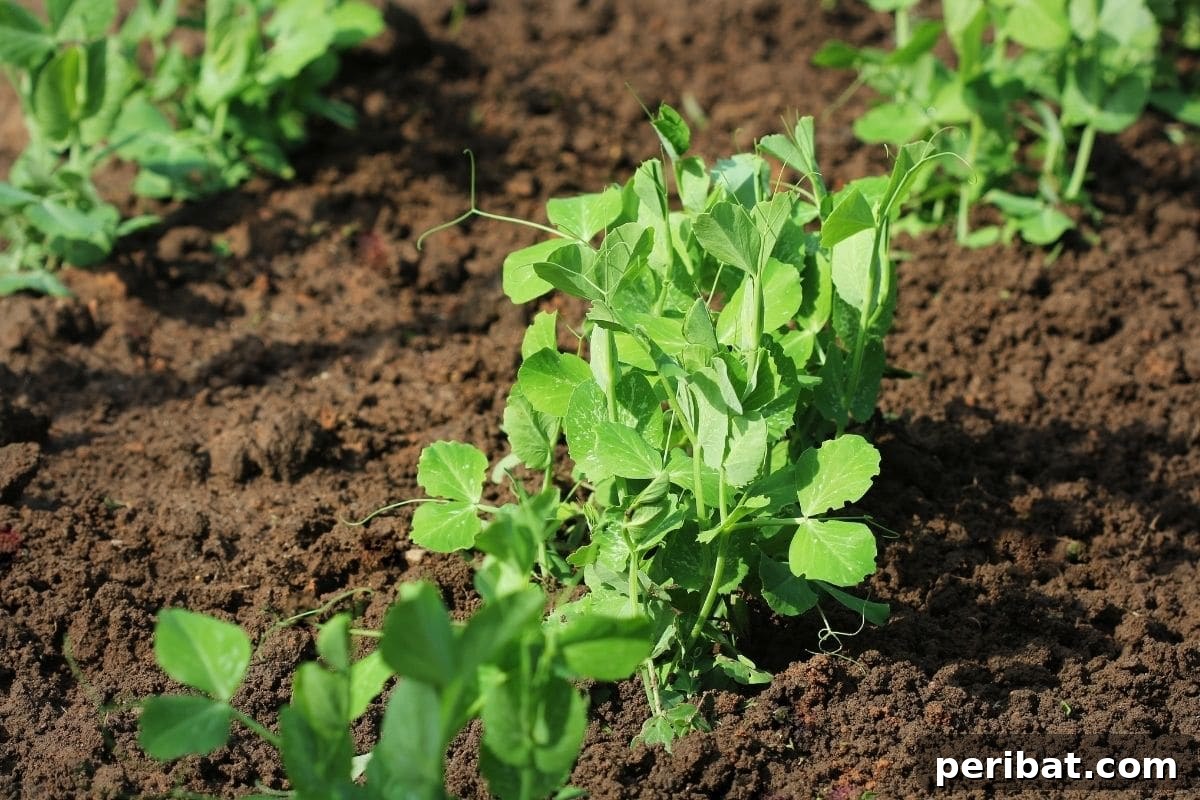 15 Expert Strategies for Pre-Planting Soil Improvement 3 small plants growing in garden