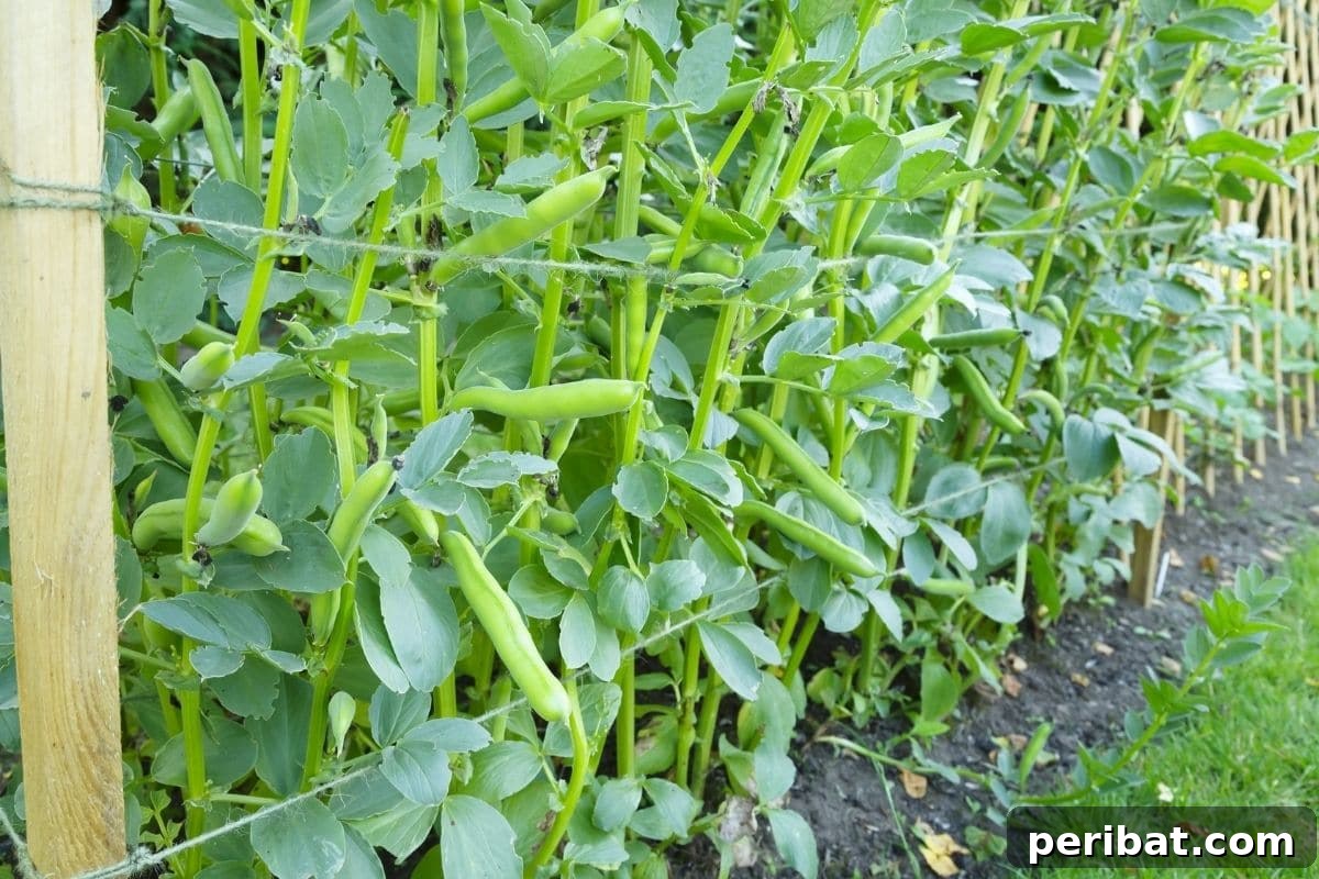 15 Expert Strategies for Pre-Planting Soil Improvement 21 fava beans as cover crops