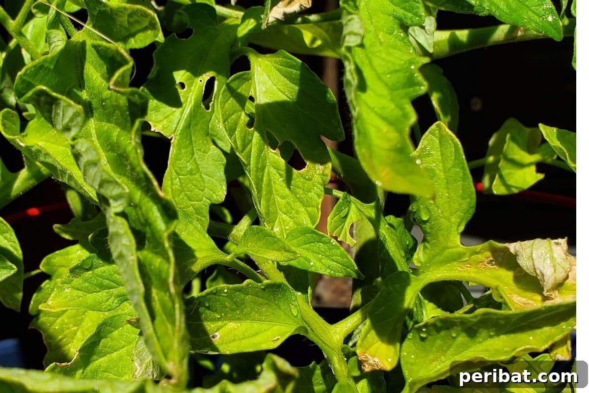 Yellow Tomato Leaves? 15 Simple Solutions & What Causes Them 12 tomato plant in the sunlight