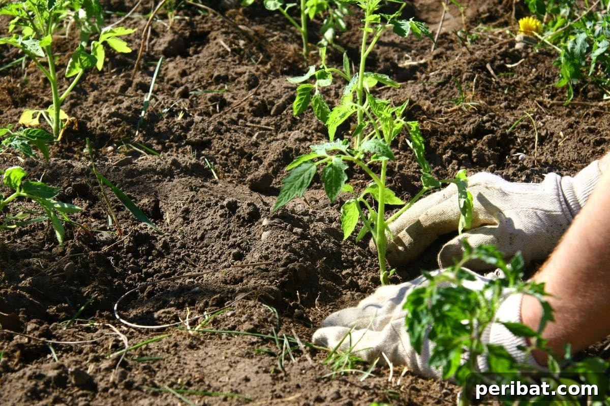 Yellow Tomato Leaves? 15 Simple Solutions & What Causes Them 13 panting a grown tomato