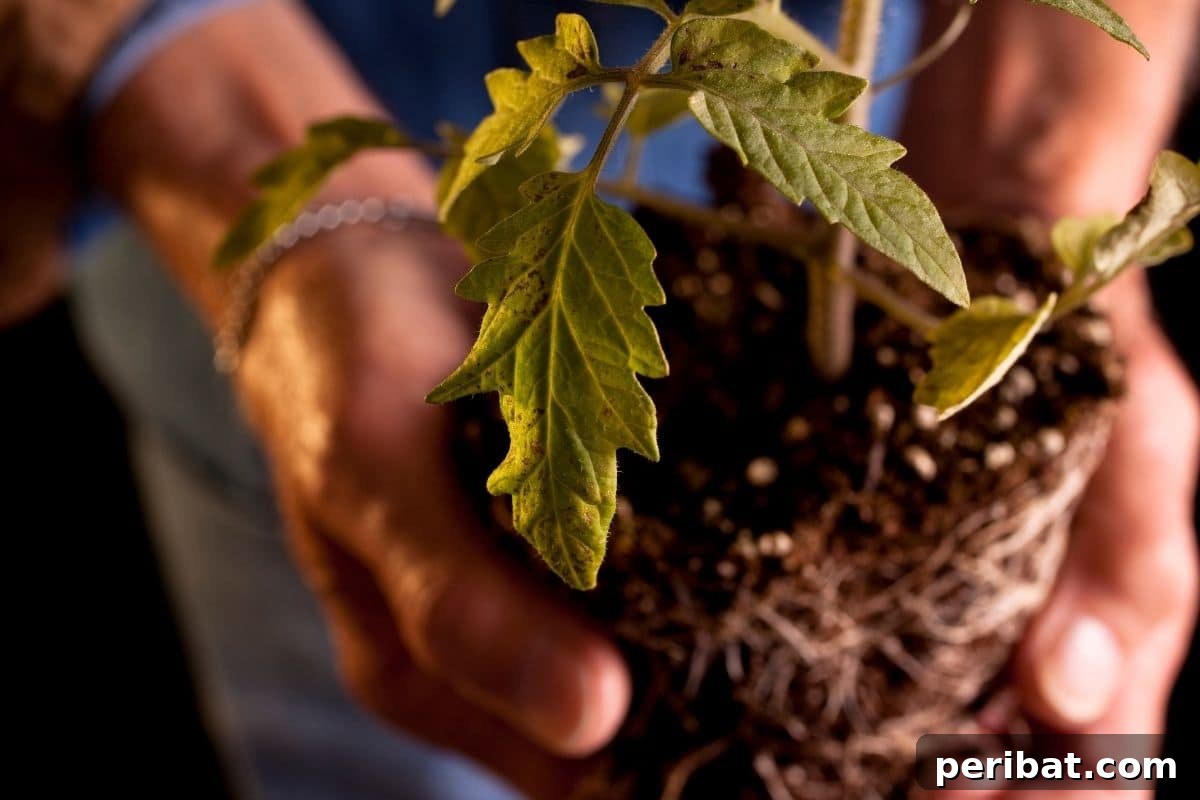 Yellow Tomato Leaves? 15 Simple Solutions & What Causes Them 14 dug tomato plant showing its roots and soil held by man