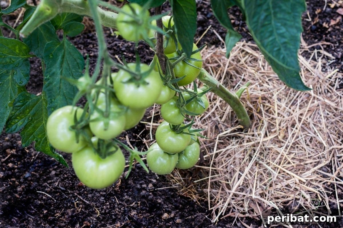 Yellow Tomato Leaves? 15 Simple Solutions & What Causes Them 15 mulch in a tomato plant