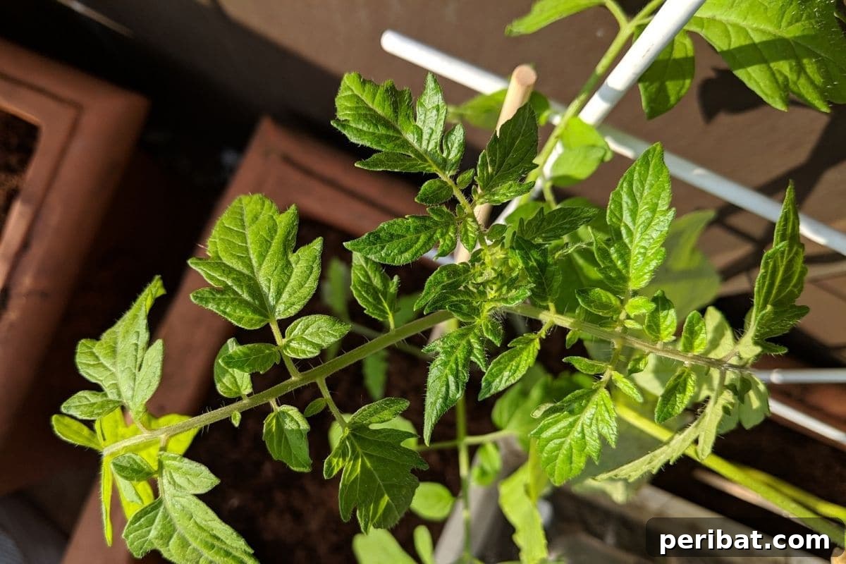Yellow Tomato Leaves? 15 Simple Solutions & What Causes Them 18 green leaves of tomato plant in a pot