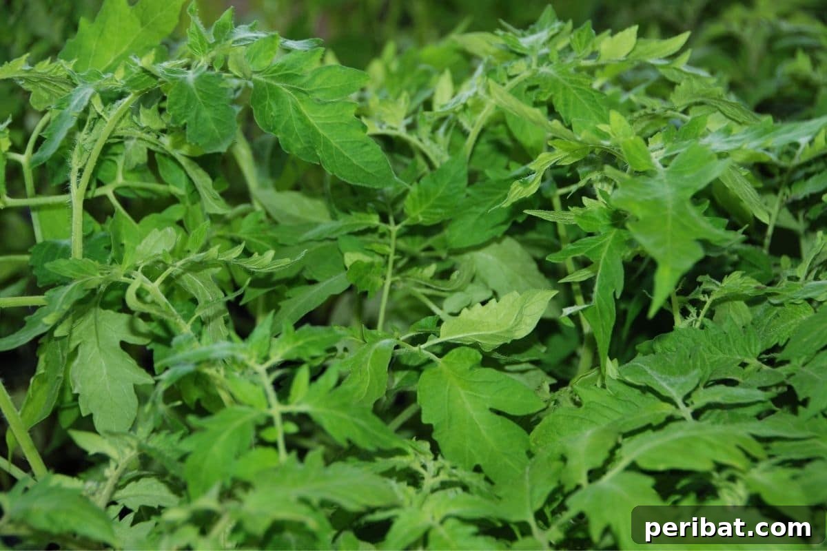 Yellow Tomato Leaves? 15 Simple Solutions & What Causes Them 19 healthy green leaves of a tomato plant