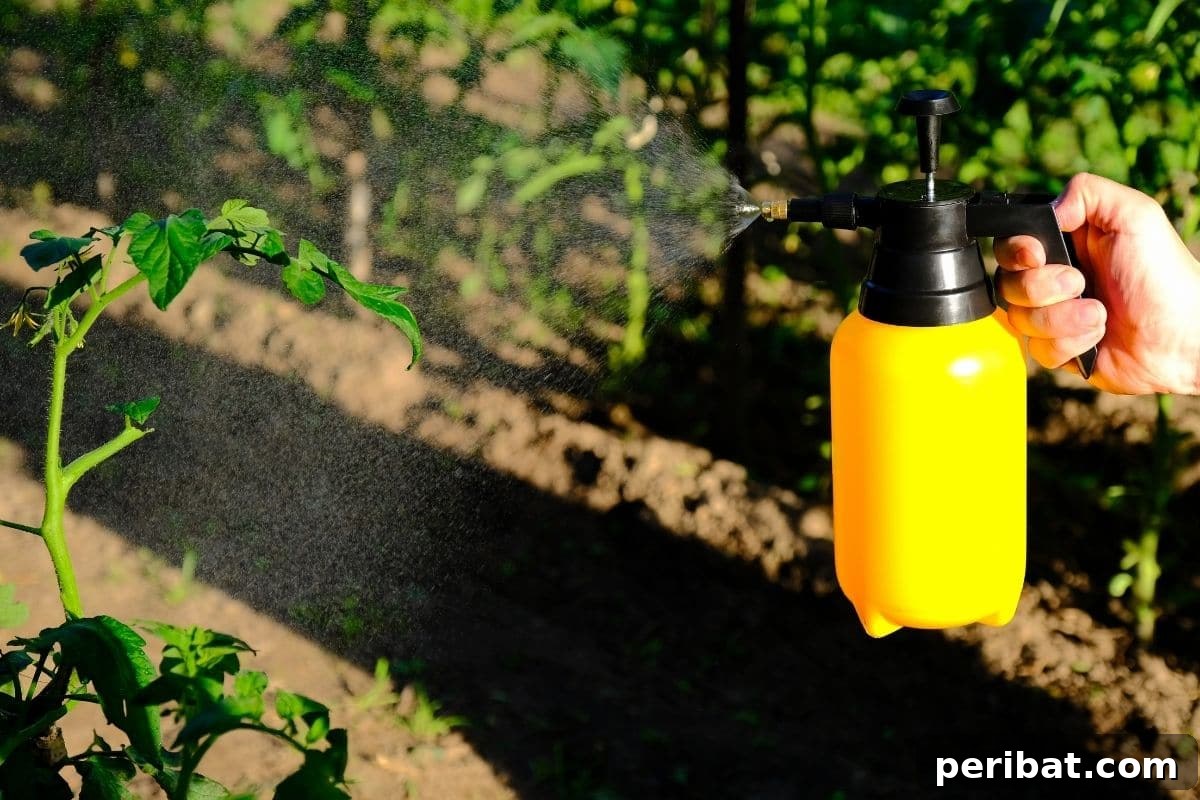 Yellow Tomato Leaves? 15 Simple Solutions & What Causes Them 4 spraying fungicide to diseased tomato plant