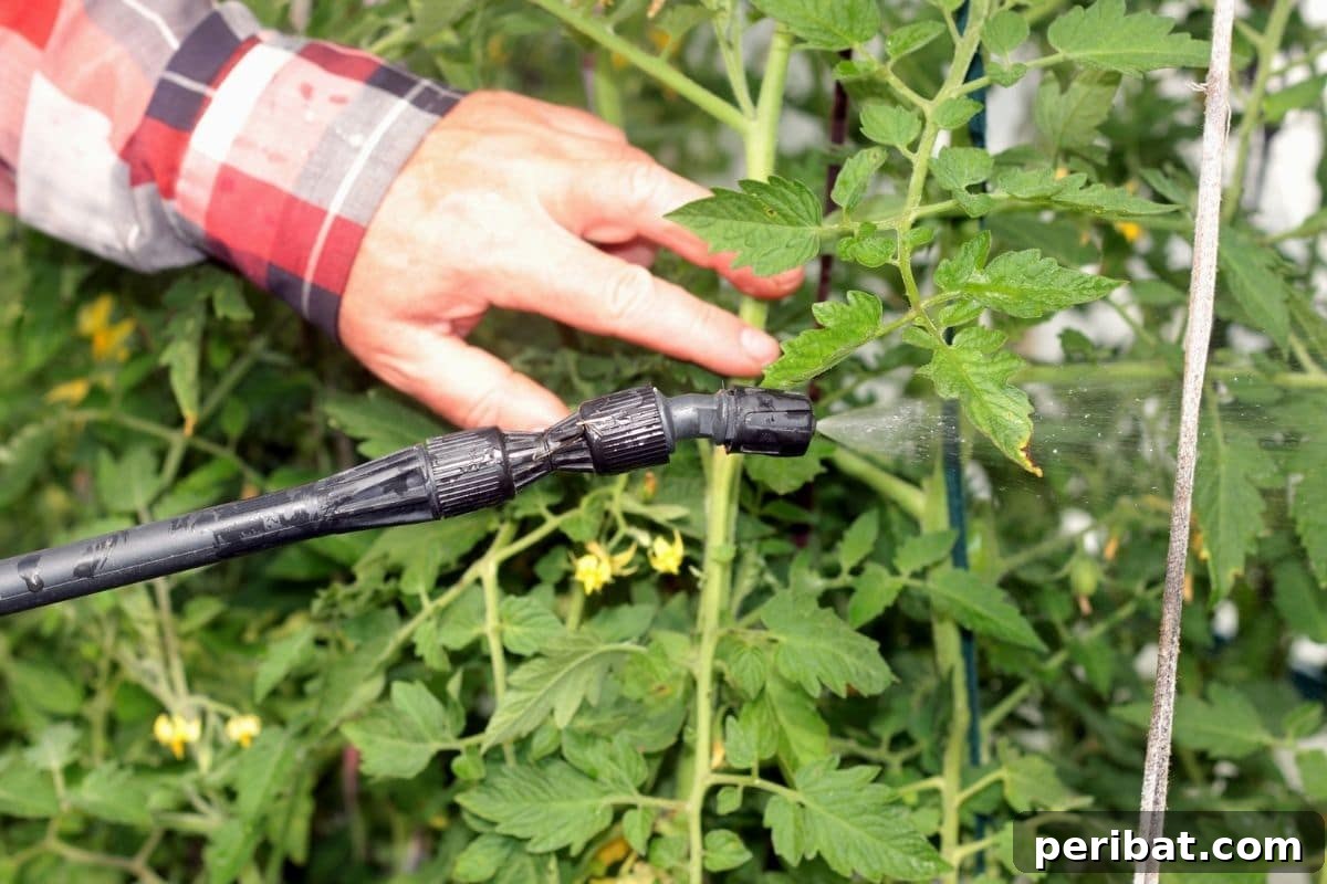 Yellow Tomato Leaves? 15 Simple Solutions & What Causes Them 7 spraying tomato plant to get rid of pests by using insecticidal soap