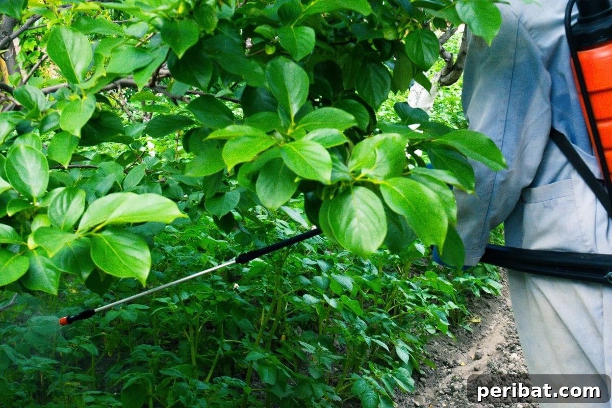 Yellow Tomato Leaves? 15 Simple Solutions & What Causes Them 9 sparying BT on plants to get rid of pests