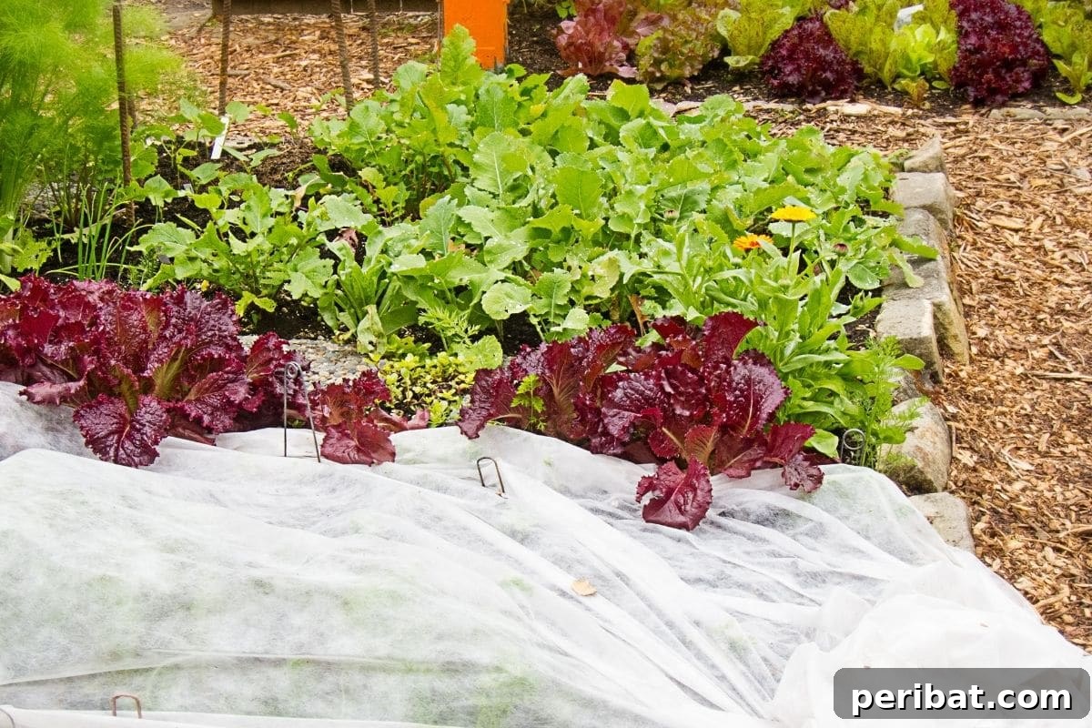 Fortify Your Young Plants: 15 Master Gardener Hardening Off Strategies 13 vegetable plants with row cover for cold protection