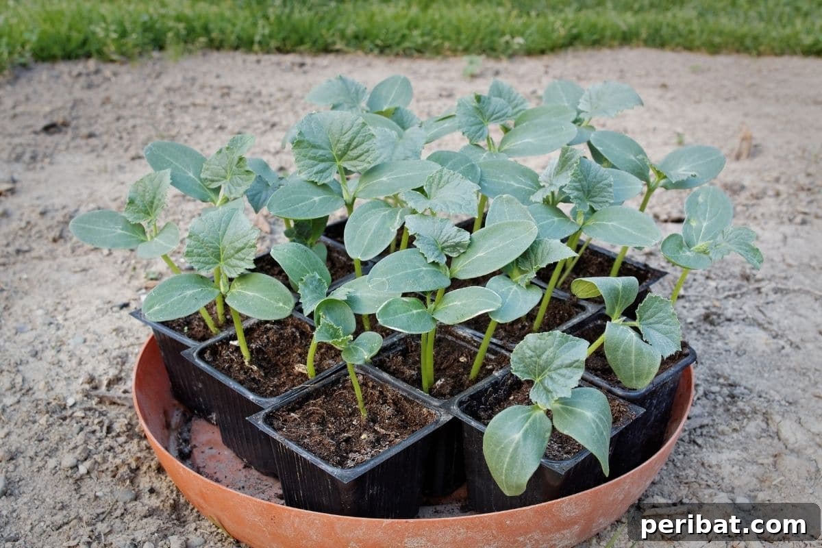 Fortify Your Young Plants: 15 Master Gardener Hardening Off Strategies 14 group of plants with green leaves in a big round pot