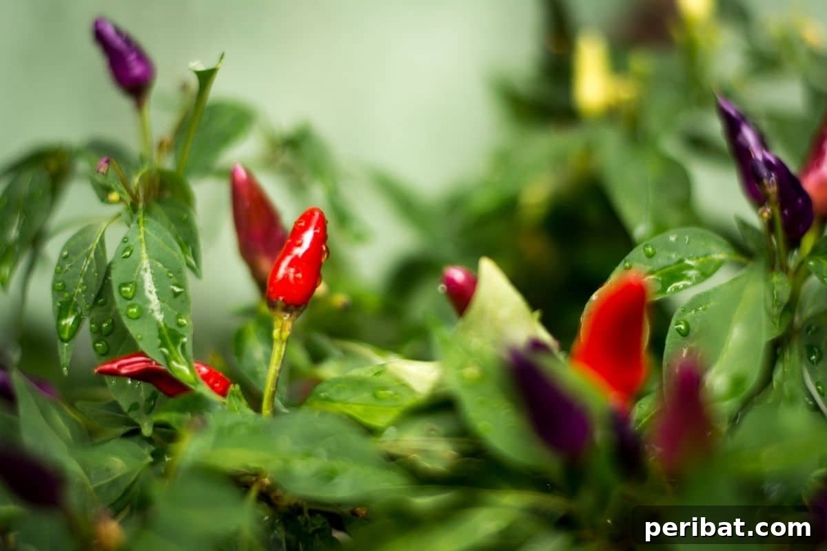 Fortify Your Young Plants: 15 Master Gardener Hardening Off Strategies 15 chili pepper plant wet with raindrops