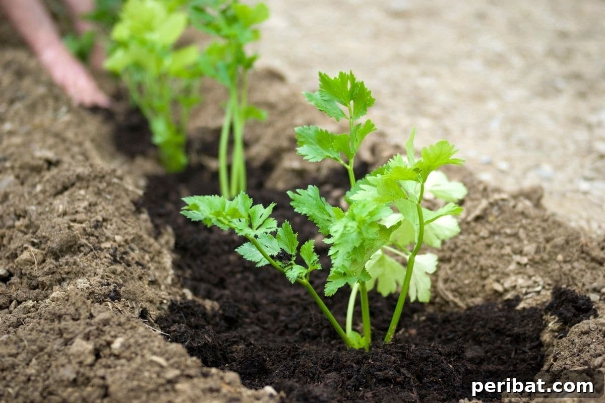 Fortify Your Young Plants: 15 Master Gardener Hardening Off Strategies 16 young seedlings planted in the garden