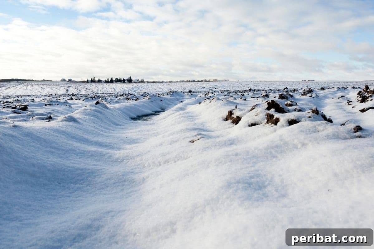 Fortify Your Young Plants: 15 Master Gardener Hardening Off Strategies 3 covered in snow