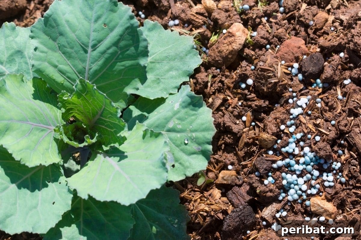 Fortify Your Young Plants: 15 Master Gardener Hardening Off Strategies 4 vegetable plant with fertilizer