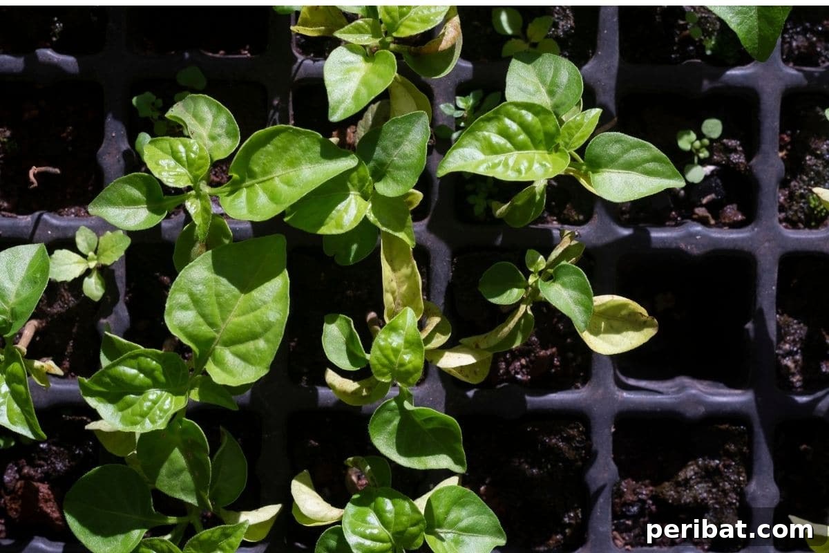 Fortify Your Young Plants: 15 Master Gardener Hardening Off Strategies 5 young seedlings in a black tray