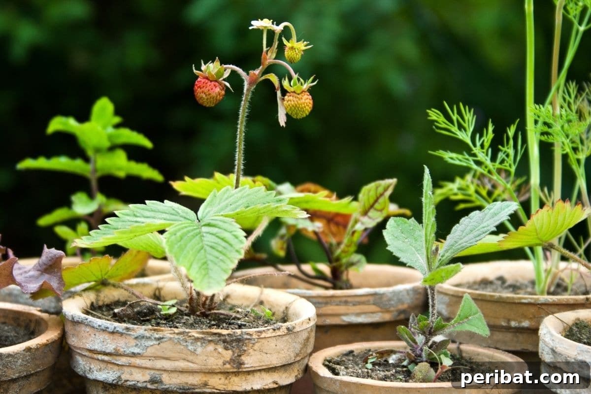 Fortify Your Young Plants: 15 Master Gardener Hardening Off Strategies 8 young plants in a pot outdoors to prepare for hardening off