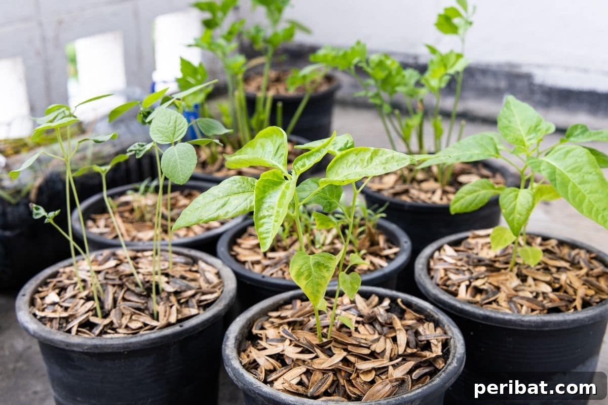 Fortify Your Young Plants: 15 Master Gardener Hardening Off Strategies 9 plants in a black pot