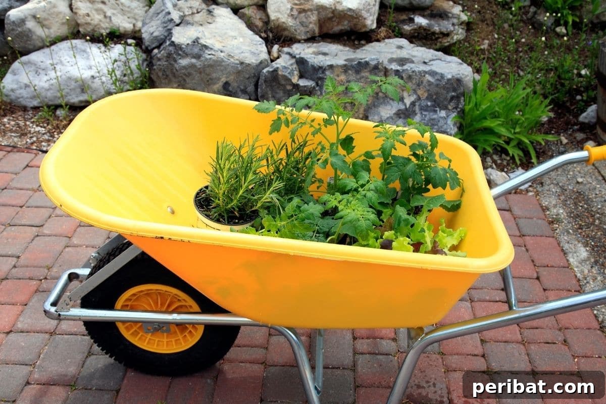 Fortify Your Young Plants: 15 Master Gardener Hardening Off Strategies 10 plants in a yellow wheelbarrow