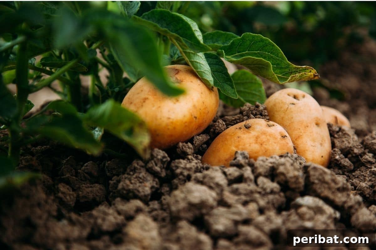 freshly harvested potatoes