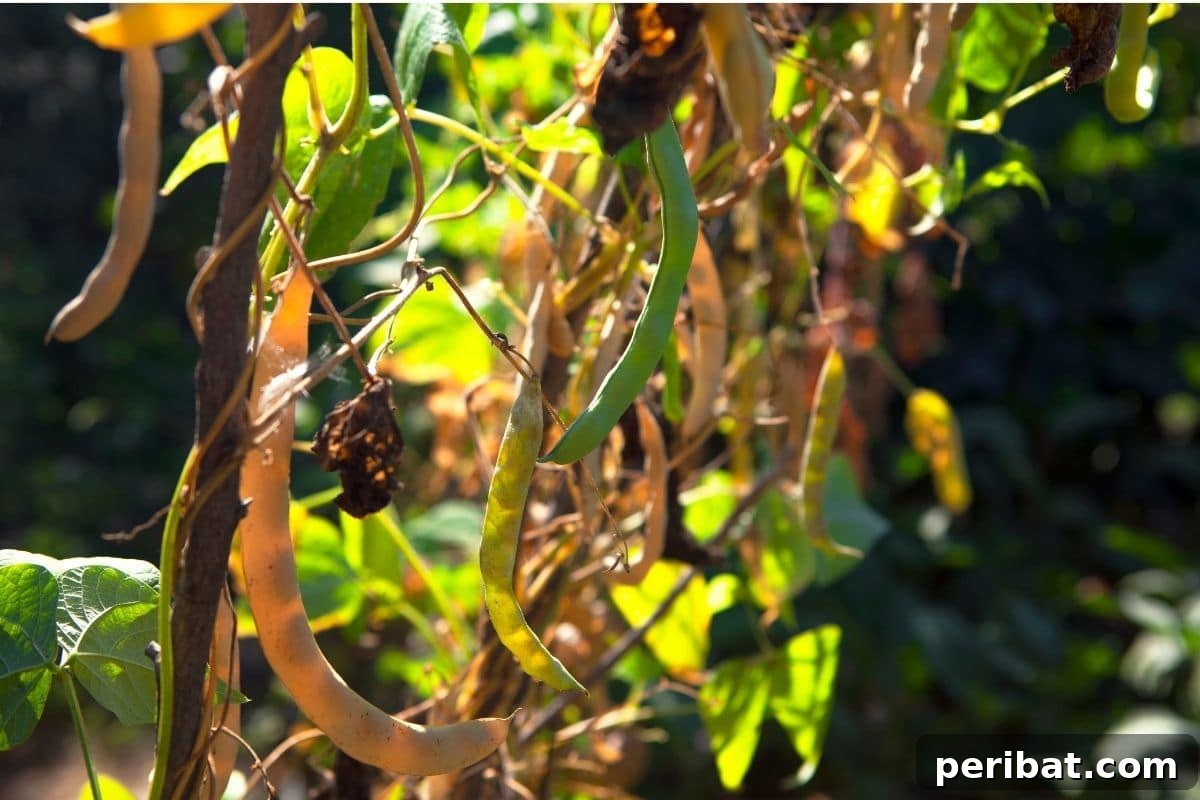 growing beans hanging from a branch 