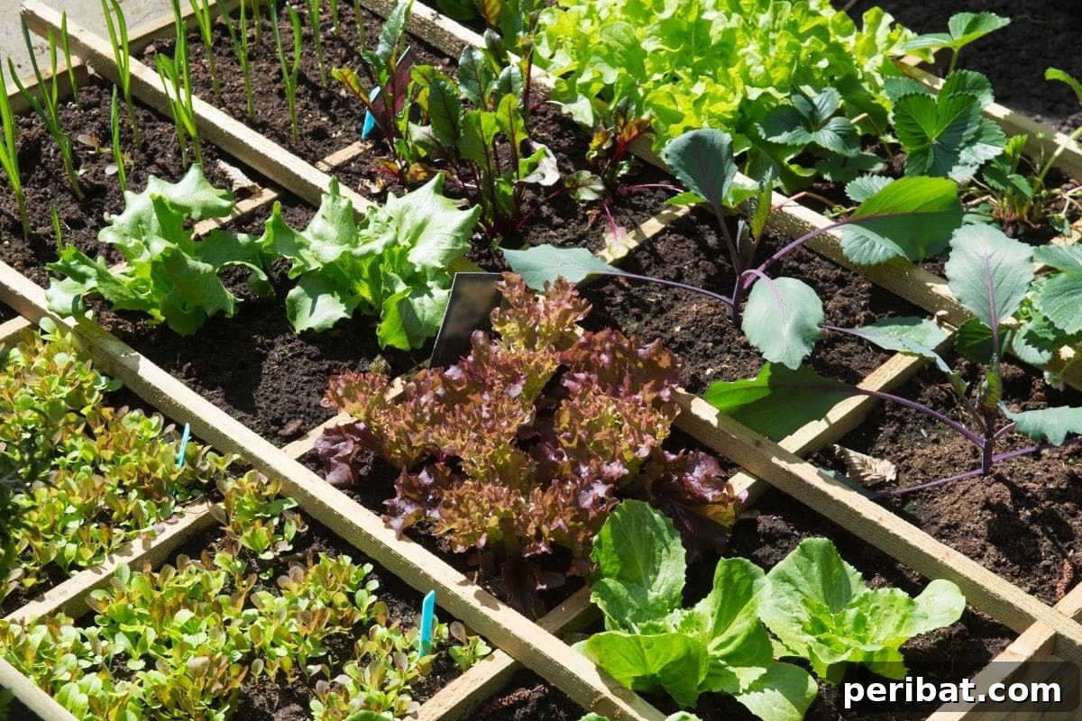 variety of vegetable plant in a wooden garden bed with compartments