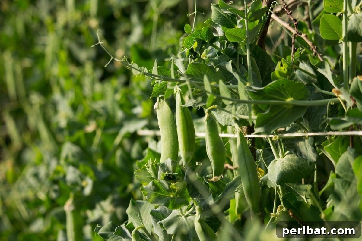 pea plant growing 