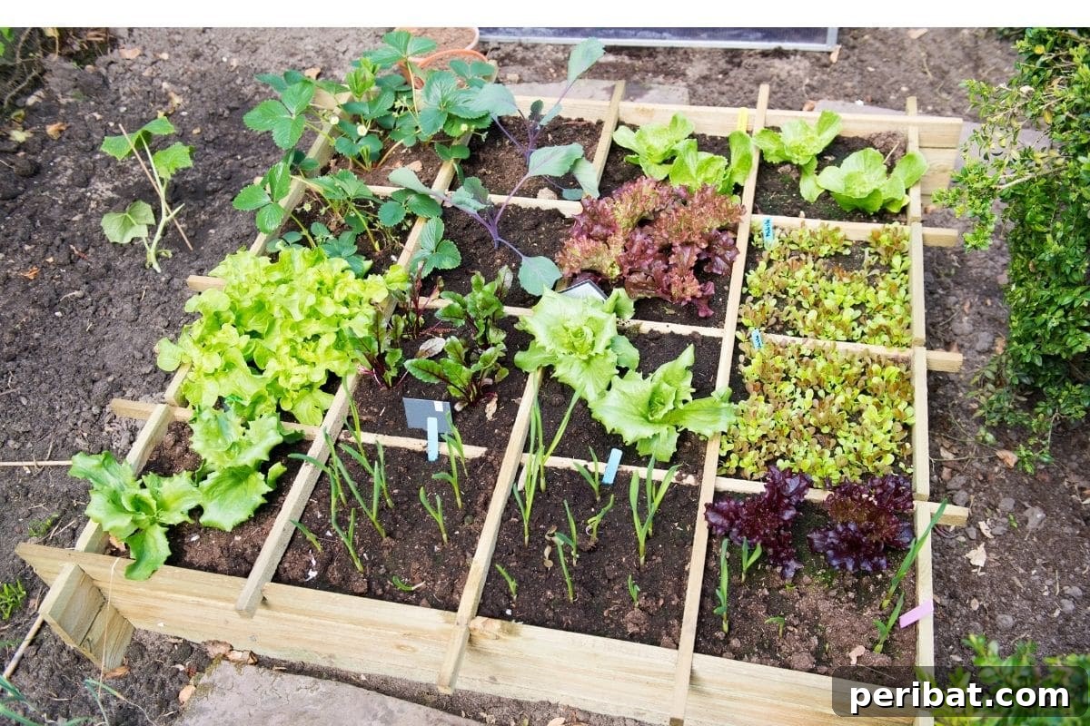 variety of healthy vegetable plant in a vegetable garden