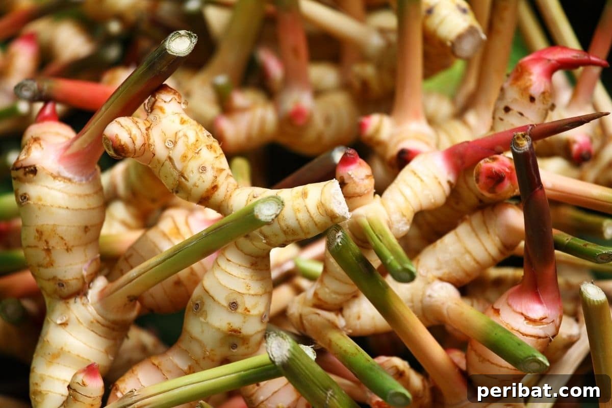 harvested ginger