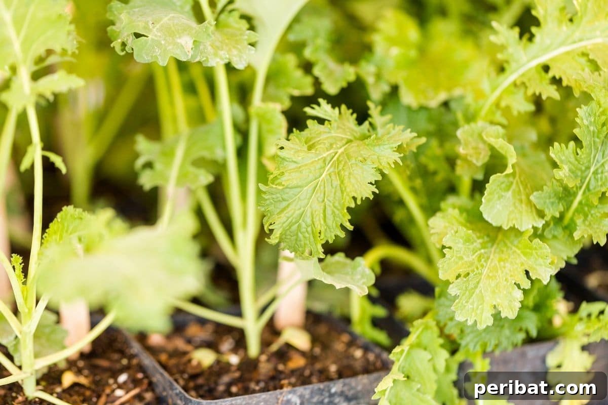 healthy green plant in a pot 