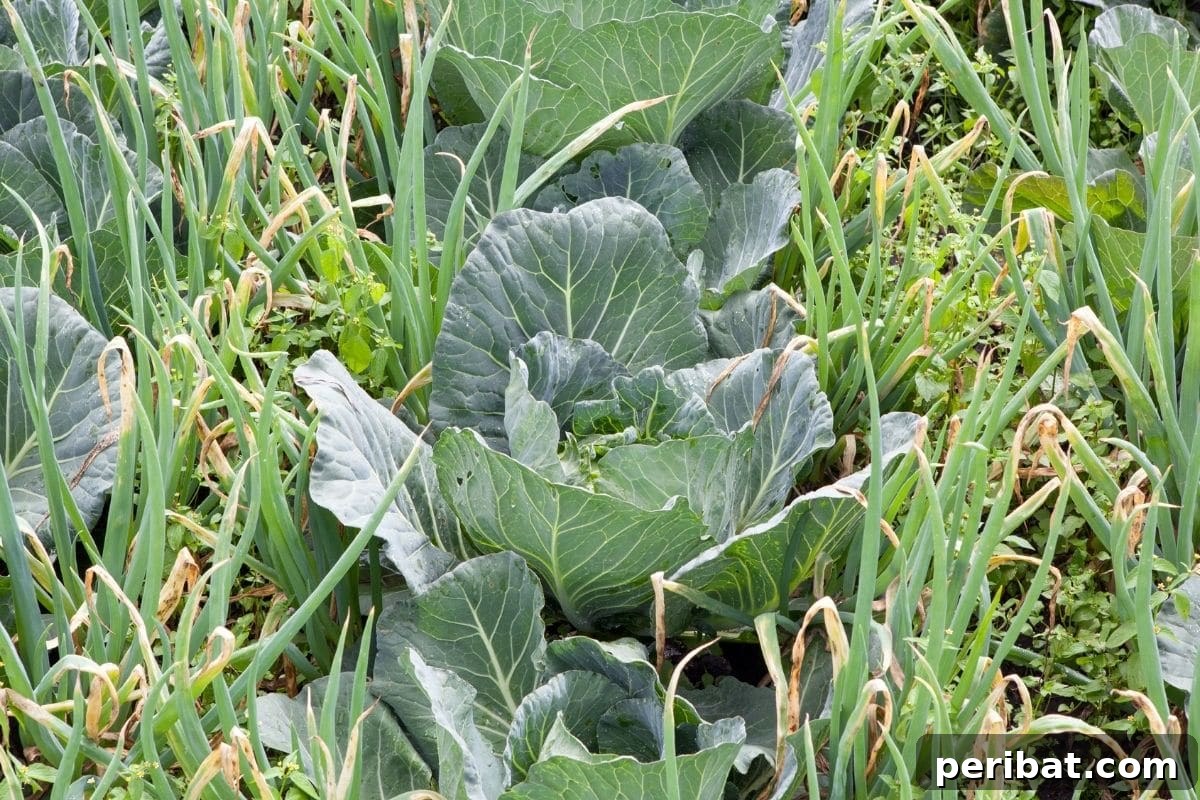 vegetable plant in the garden