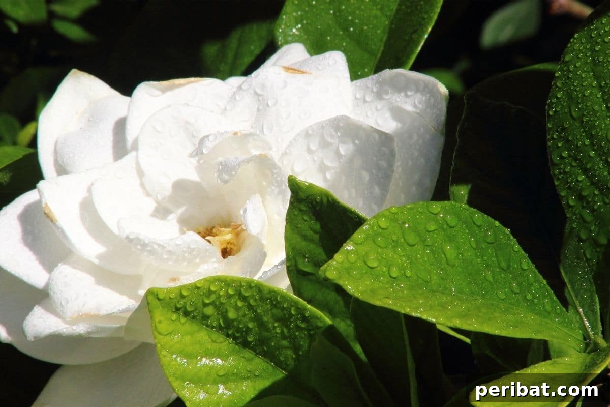5 Easy Steps to Build a Rain Barrel for Your Garden 10 white flower with droplets