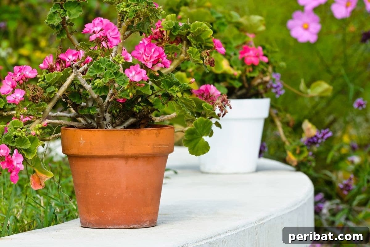 11 Unstoppable Plants for Dry Shady Spots 11 big root plant with pink flower in a pot outdoors