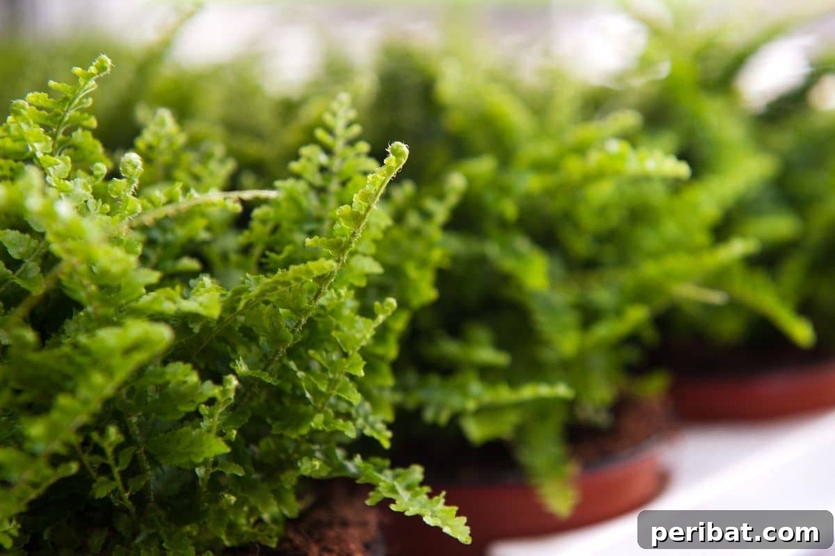 11 Unstoppable Plants for Dry Shady Spots 12 Green ferns in a pot